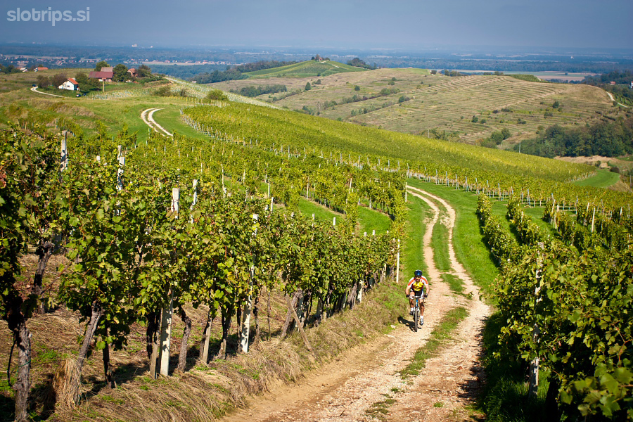 Gorsko Kolesarjenje Ljutomer In Jeruzalem Med Neskoncnimi Vinogradi Raziscite Slovenijo